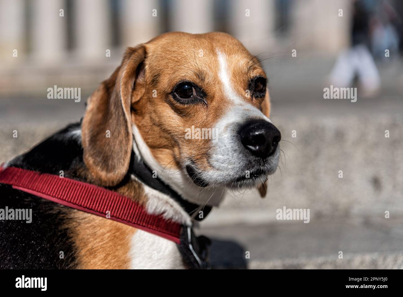 Beagle breed dog looking sideways at the camera Stock Photo Alamy