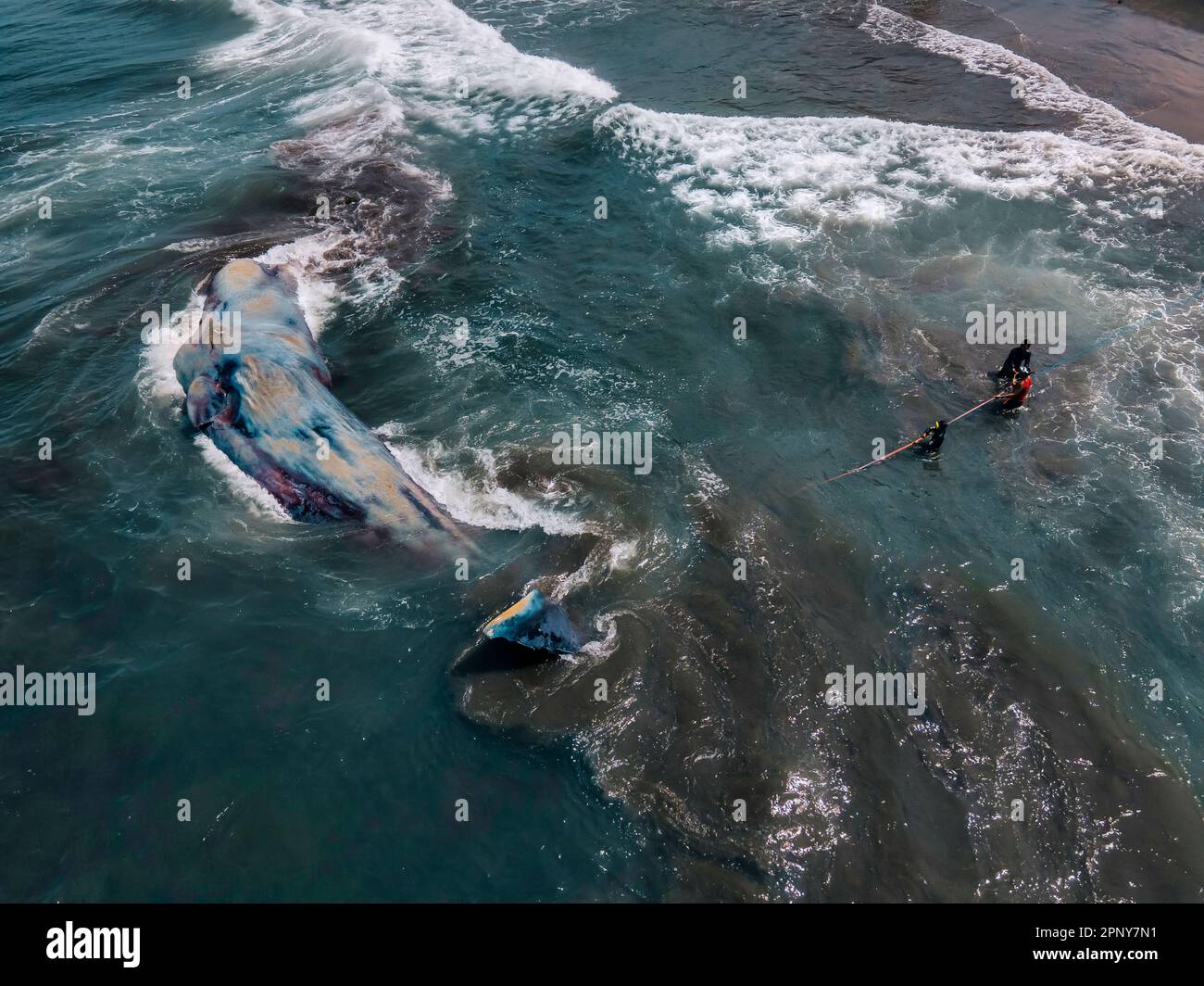 Dead sperm whale in state of putrefaction on the beach Stock Photo