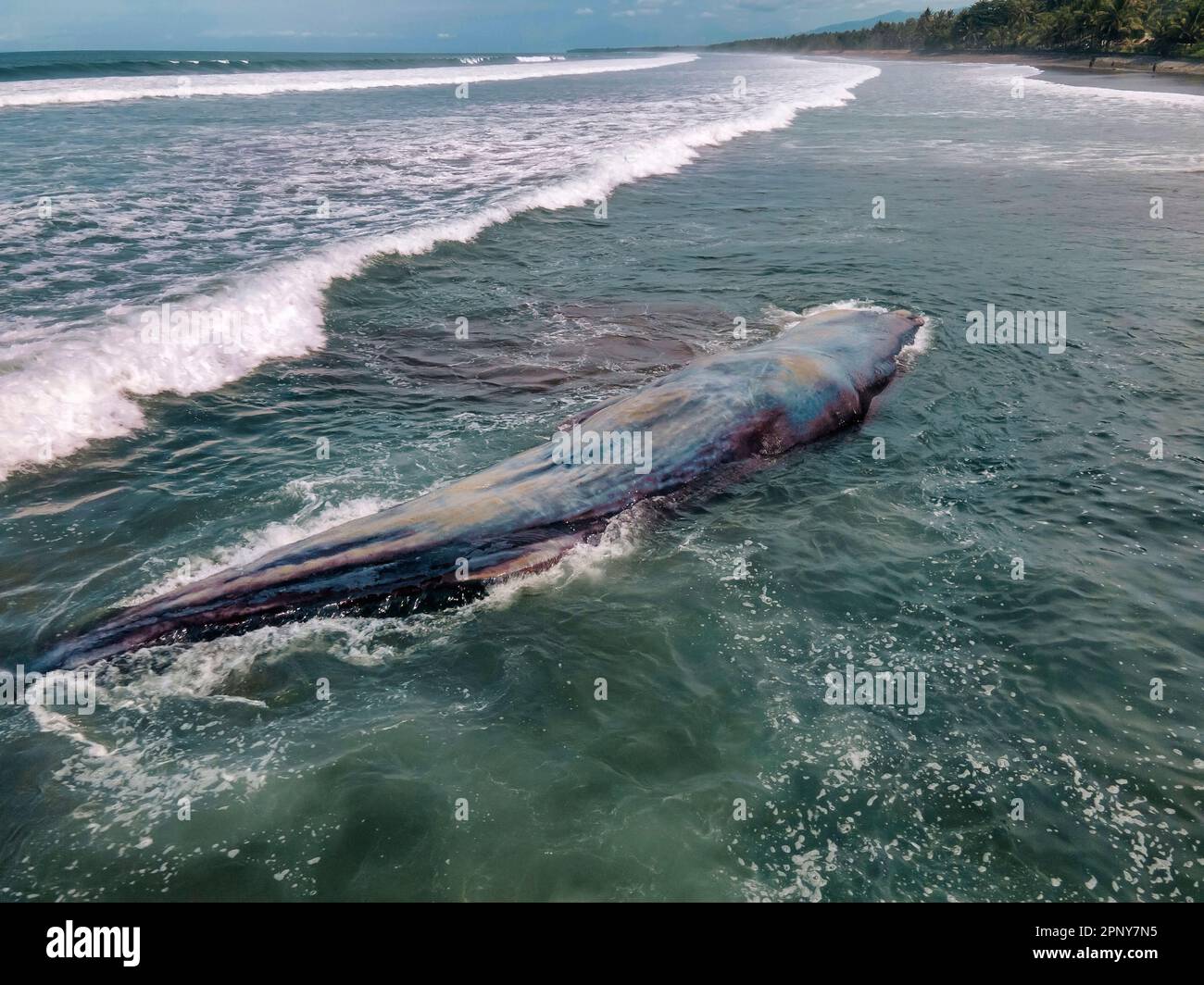 Dead sperm whale in state of putrefaction on the beach Stock Photo