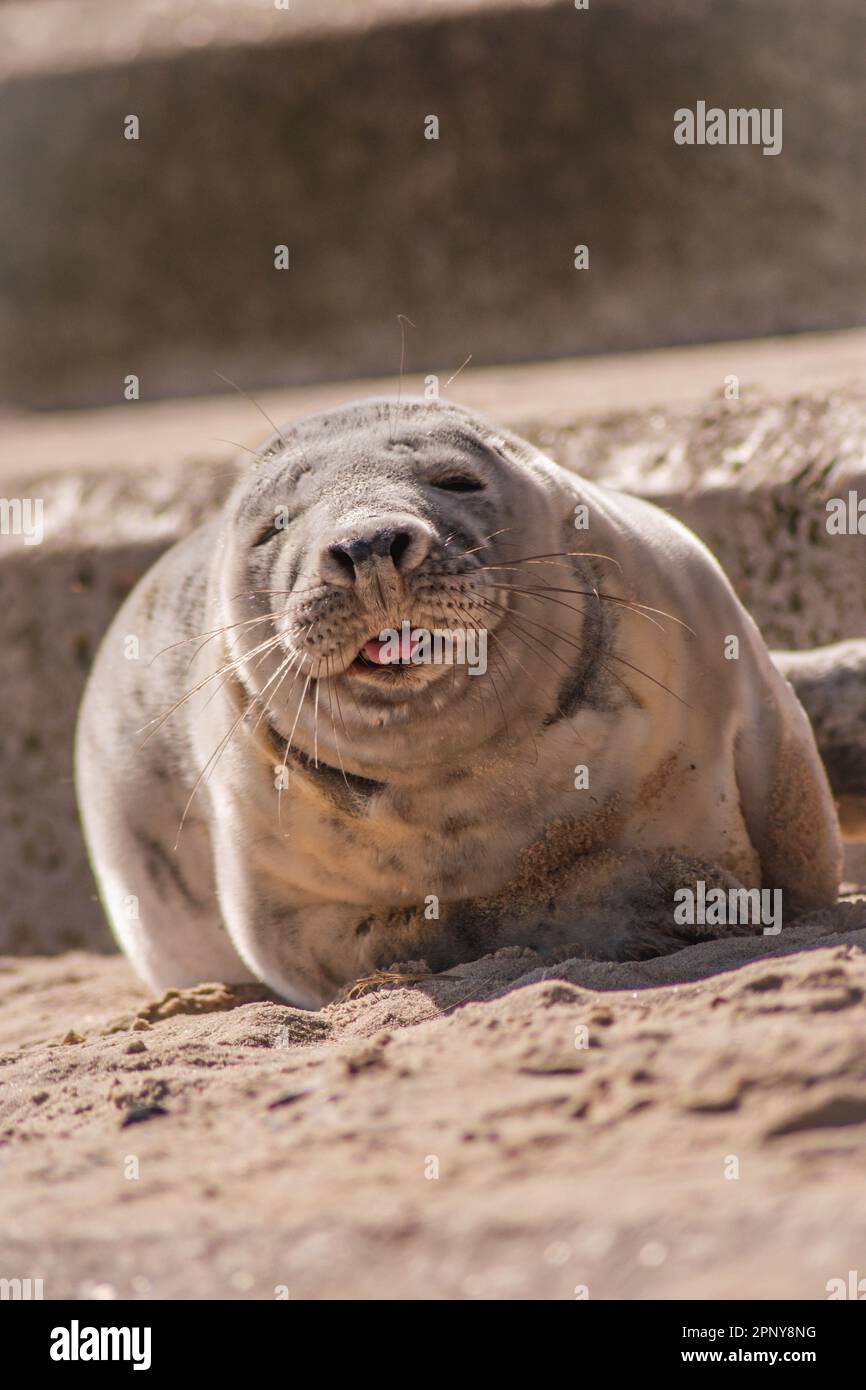 Rolling Inlaughter HILARIOUS images of the happiest grey seal rolling in laughter have ...