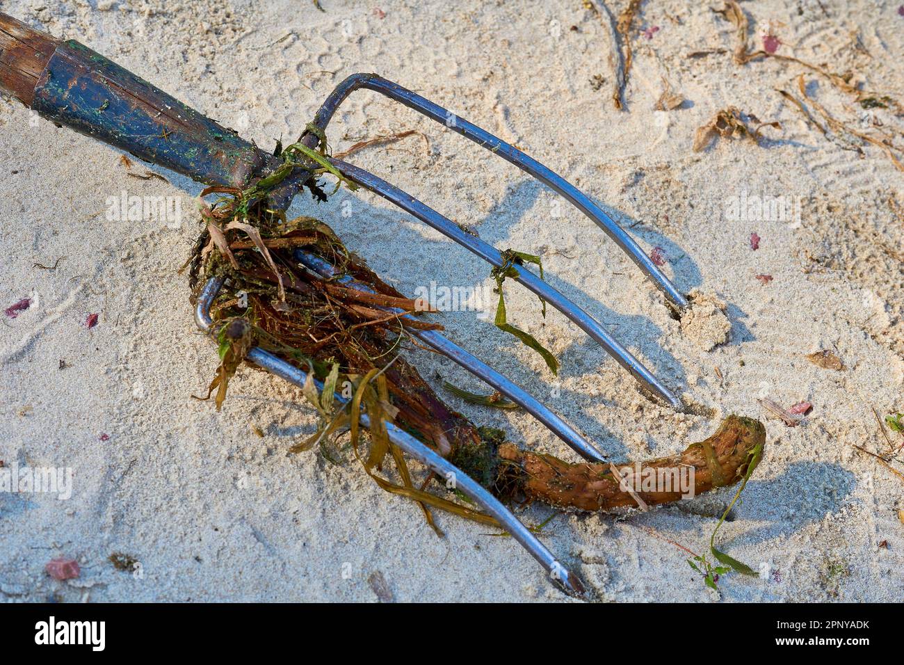Cleaning pitchfork with algae and debris on the beach sand Stock Photo
