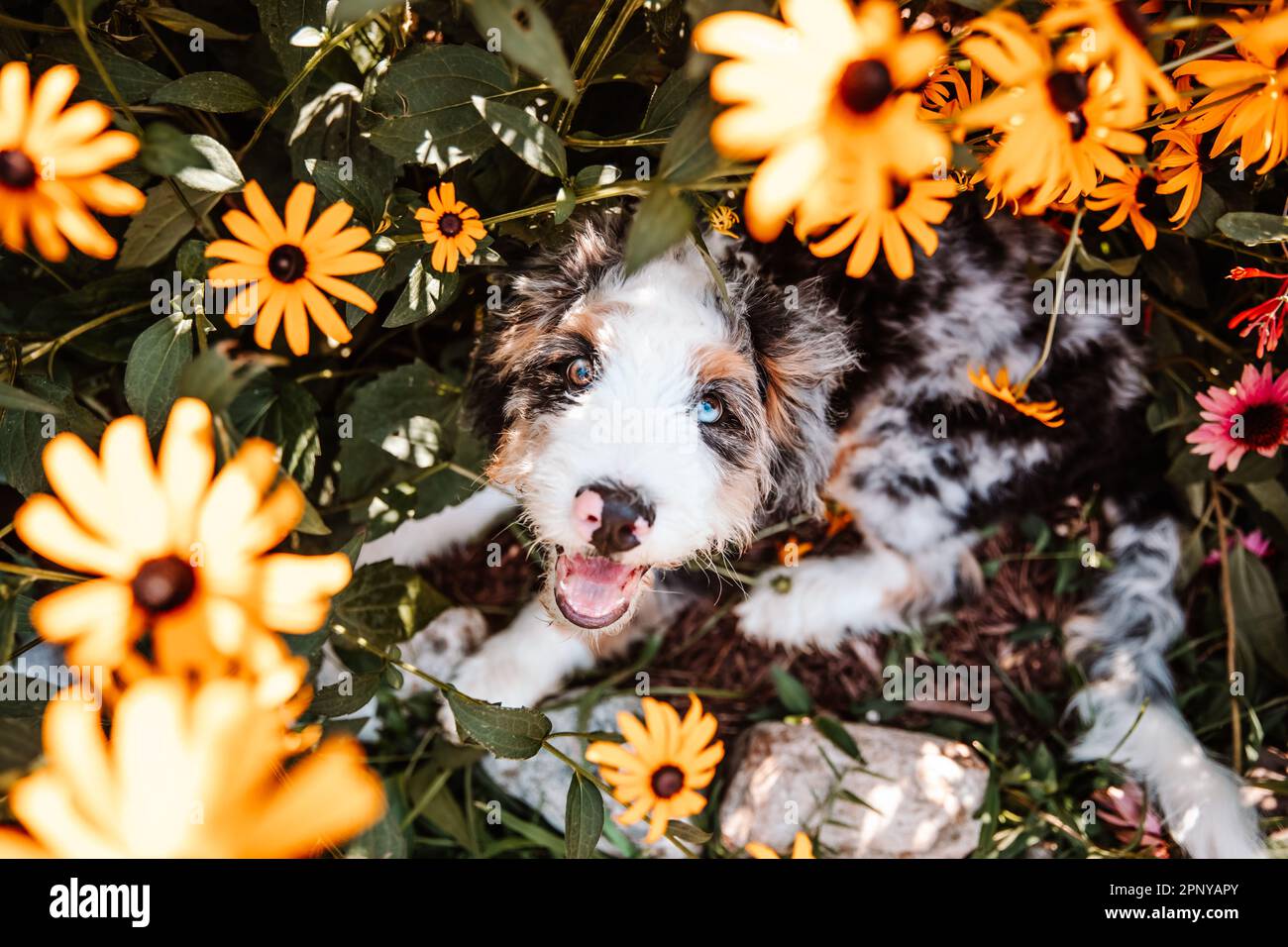 Bernedoodle Puppy in Flower Garden Stock Photo