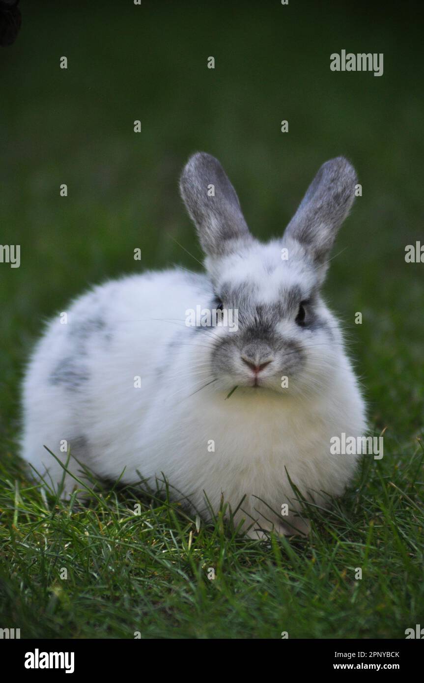 Dwarf lop rabbit hires stock photography and images Alamy