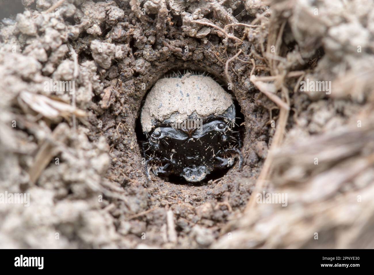A larva of the green tiger beetle (Cicindela campestris) waits in its burrow for prey to wander by. Stock Photo
