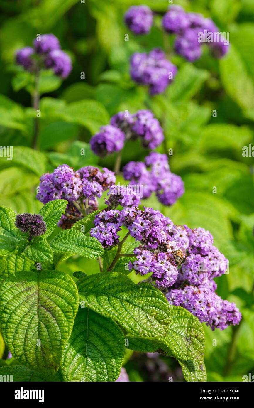 Heliotropium arborescens Lord Roberts, heliotropium arborescens lord