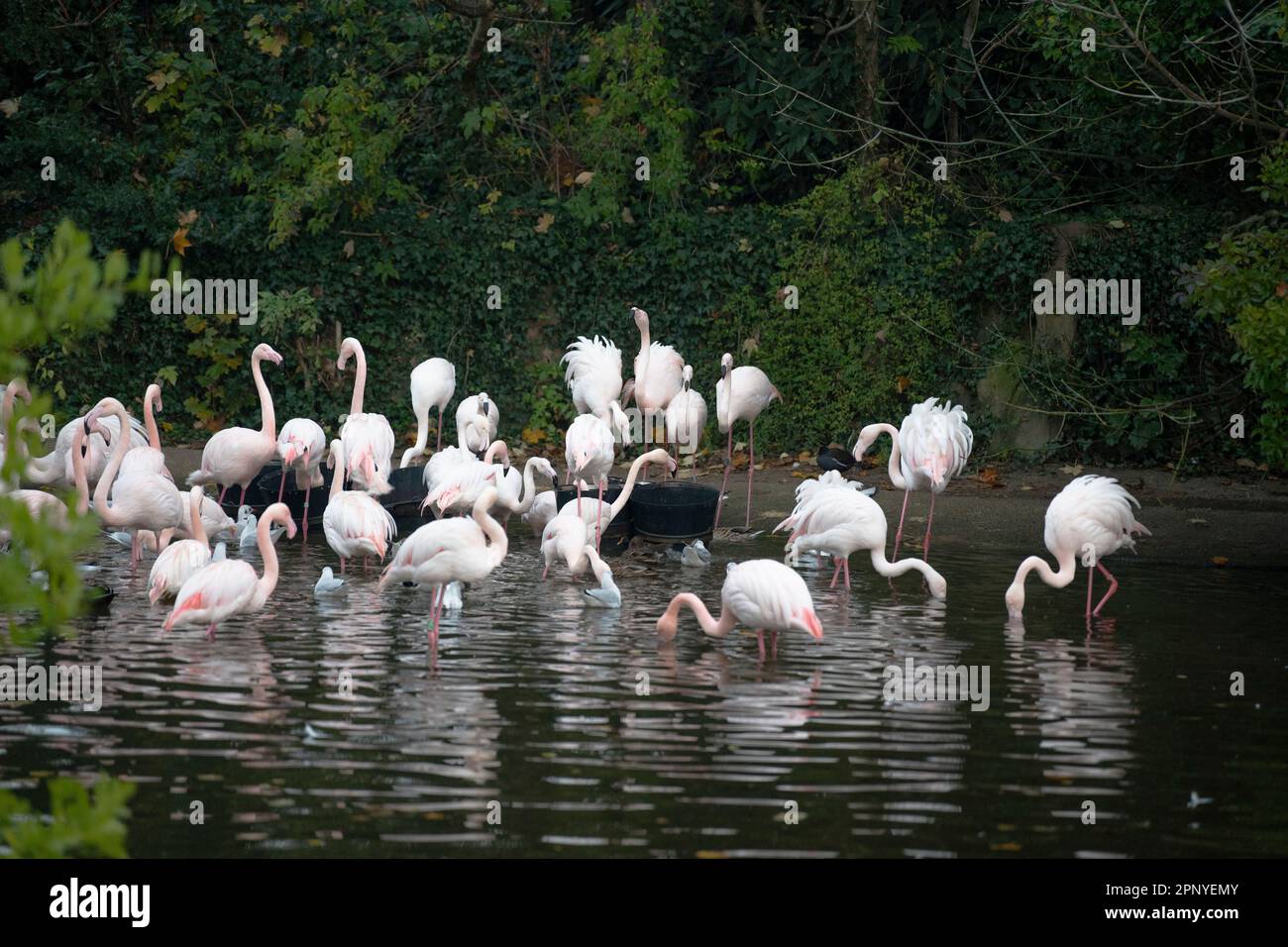 Pink flamingos at Tête d'Or Park in Lyon, France, standing by the pond during a beautiful autumn afternoon. Stock Photo