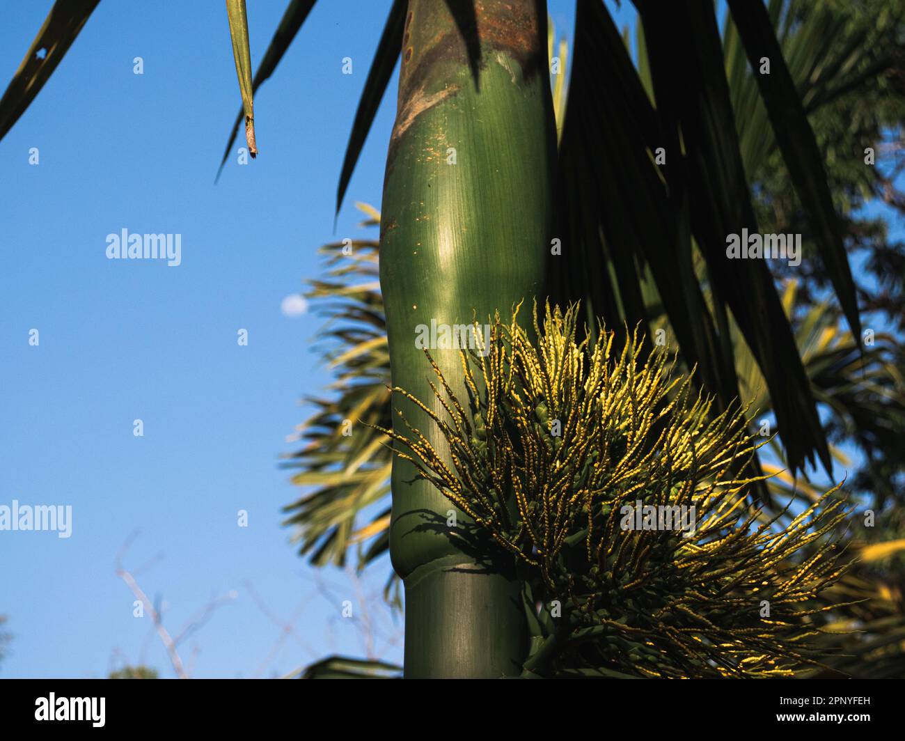 Low Angles Shot of Arecanut Plant Flowers During Golden Hour Sunlight Stock Photo