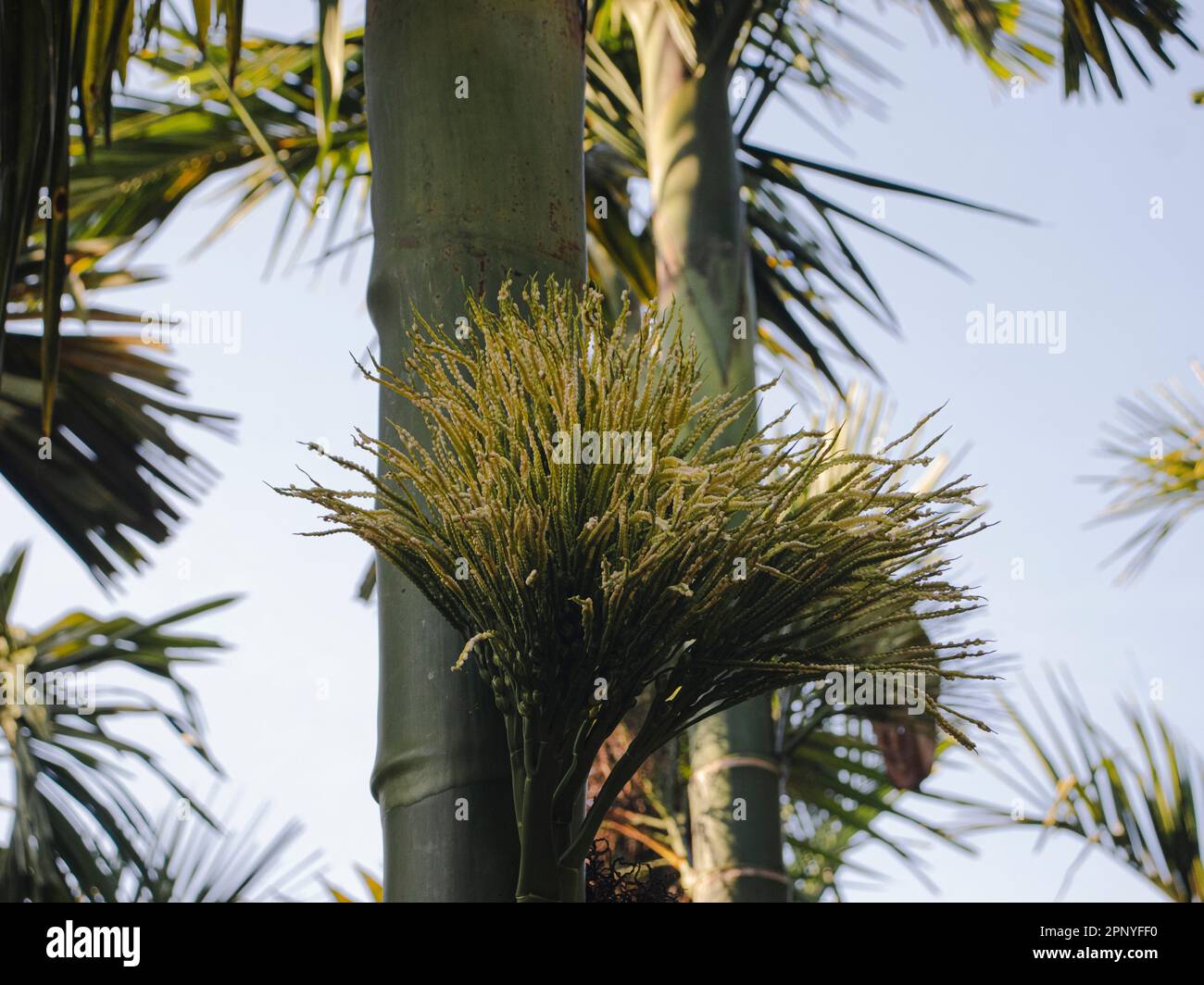 Low Angle Shot of Arecanut Flowers in Shade Stock Photo