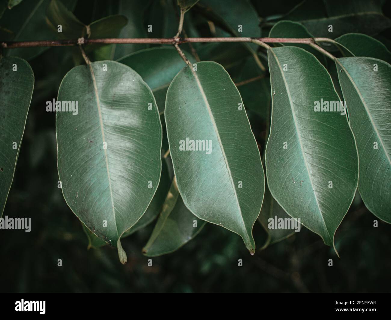 Moody green large leaves of the Java Plum tree aka Indian Blackberry ...