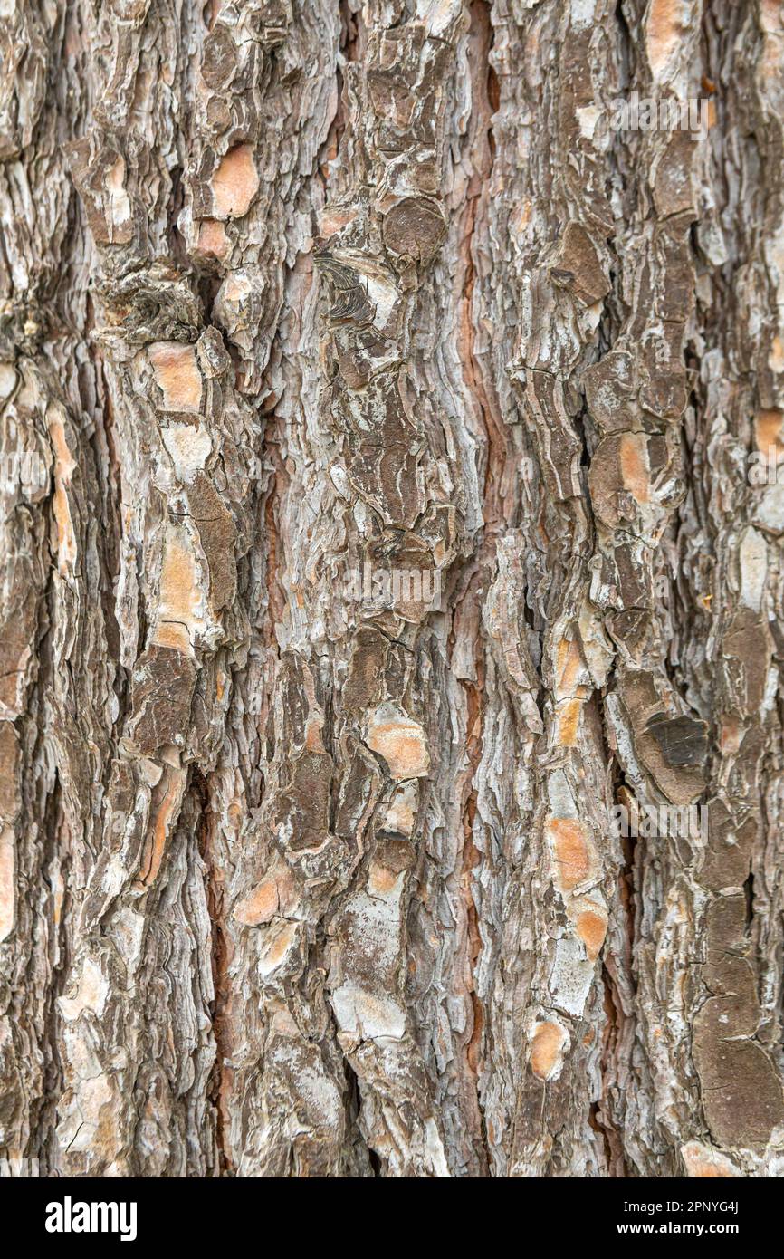 texture of old pine bark, close-up. background Stock Photo - Alamy