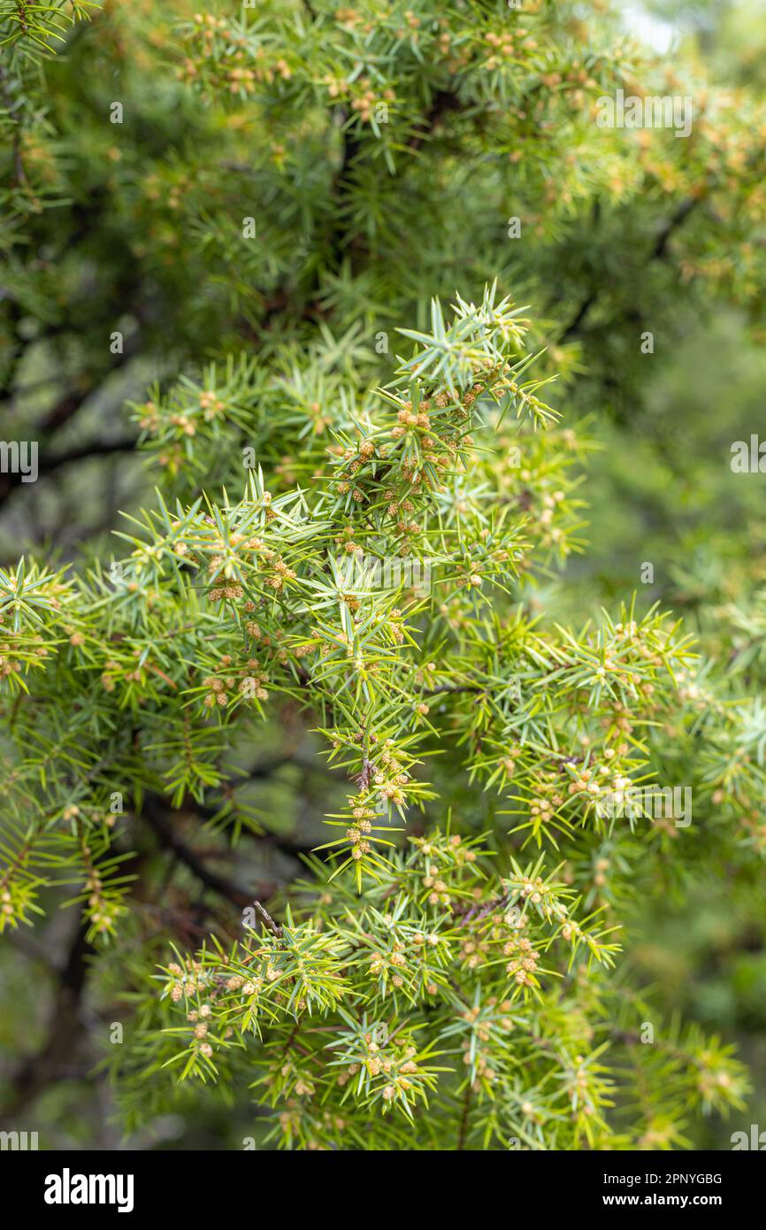 The texture of a juniper tree branch on a green needle background. Juniper bush is an evergreen coniferous tree as a background. Background with growi Stock Photo