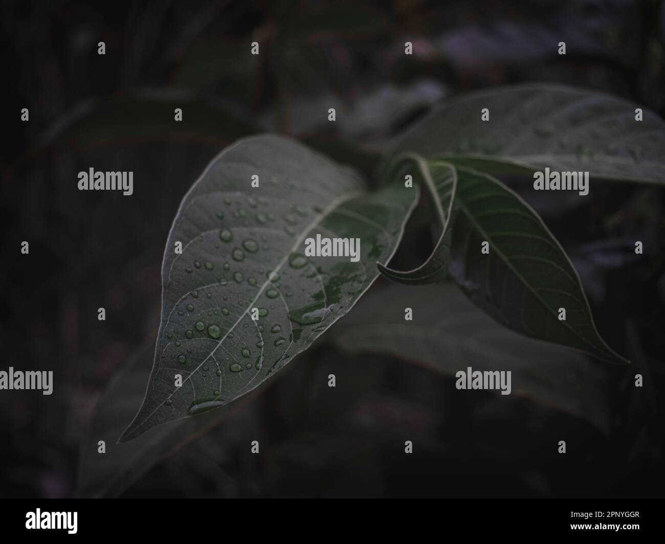 Selectively focused leaf part with water drops, moody green. Stock Photo