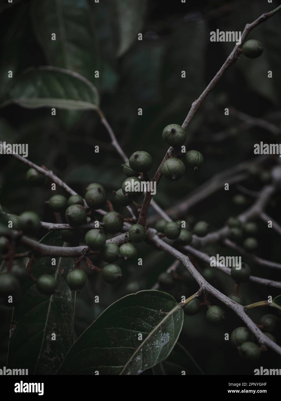 Selectively focused image of the tiny fruits of the Orange Climber plant. Moody green, Abstract. Stock Photo