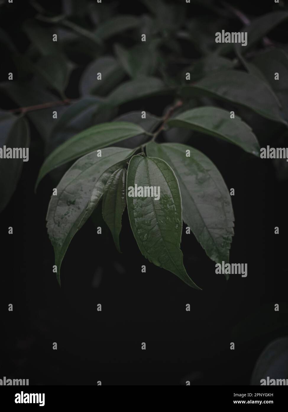 Selectively focused growth of the Cinnamon plant Leaves. Moody green, abstract. Stock Photo