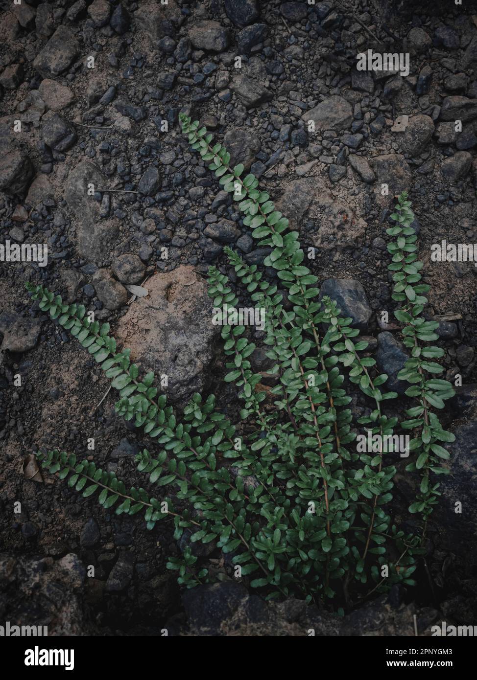The Selectively focused image of a fern plant with Rock background. moody green, abstract. Stock Photo