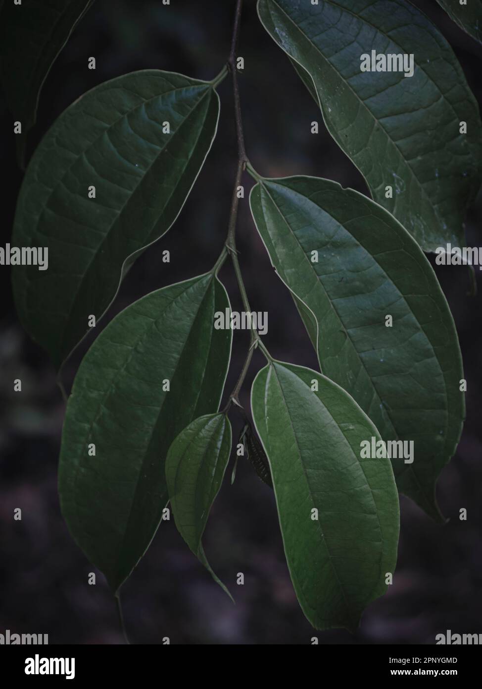 The Selectively focused leaves of the Indian Cinnamon plant with top to down angle. Moody green, abstract. Stock Photo