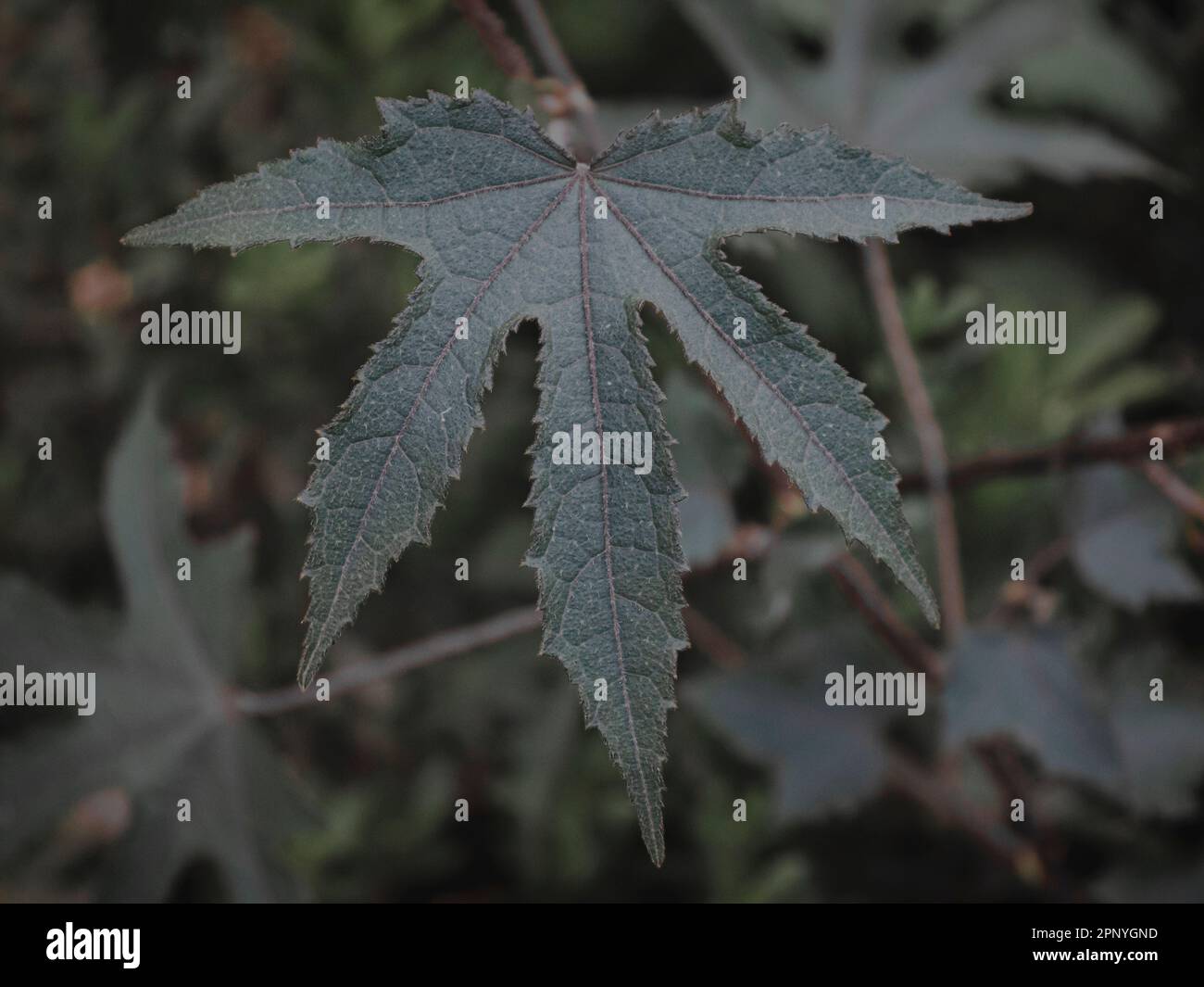 Isolated Closeup of a plant leaf with Palmate Veined and Lobed Leaf Structure style, Abstract. Stock Photo
