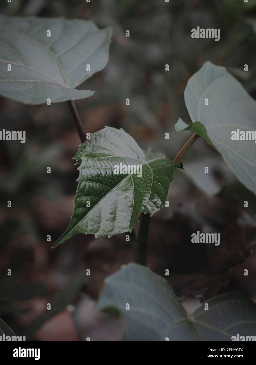 Isolated Closeup of a Heart shaped leaf bud of a plant, Selective Focus, abstract, moody green. Stock Photo