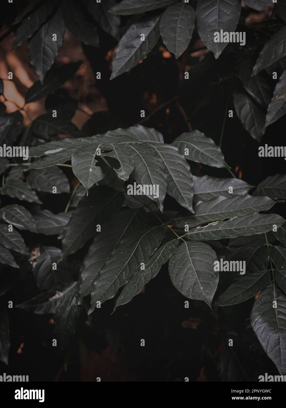 Selectively focused abstract image of Moody green leaves. Stock Photo
