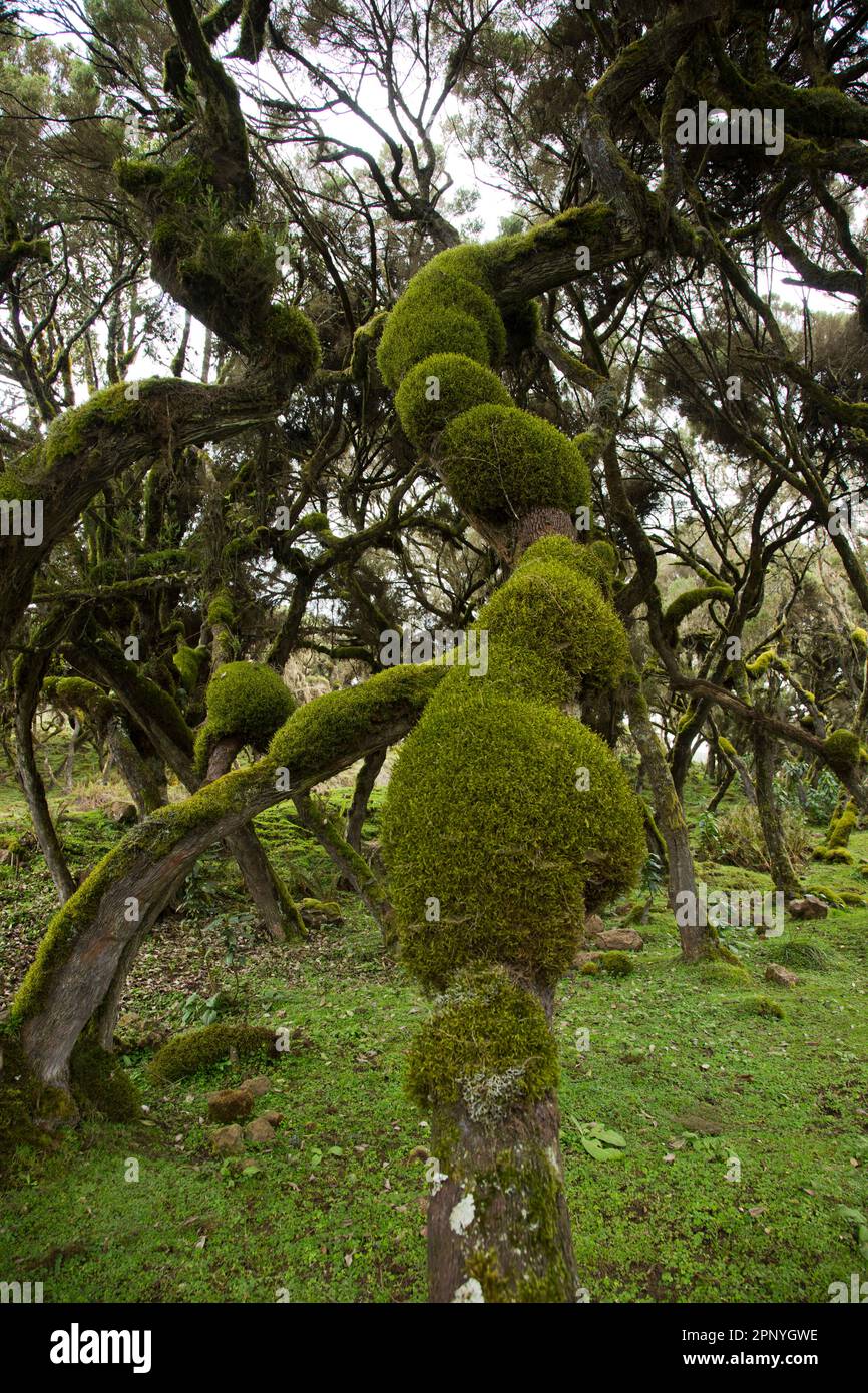 Harenna Forest woodland cloud forest in Bale Mountains National Park Stock Photo