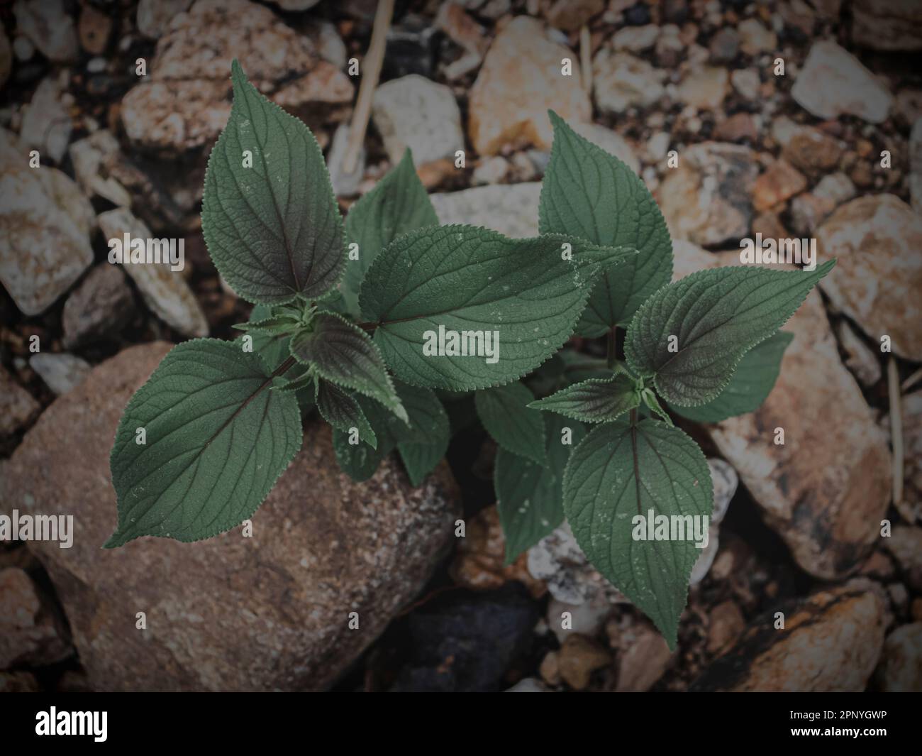 Top down shot of a plant with rock background, moody green, Abstract. Stock Photo