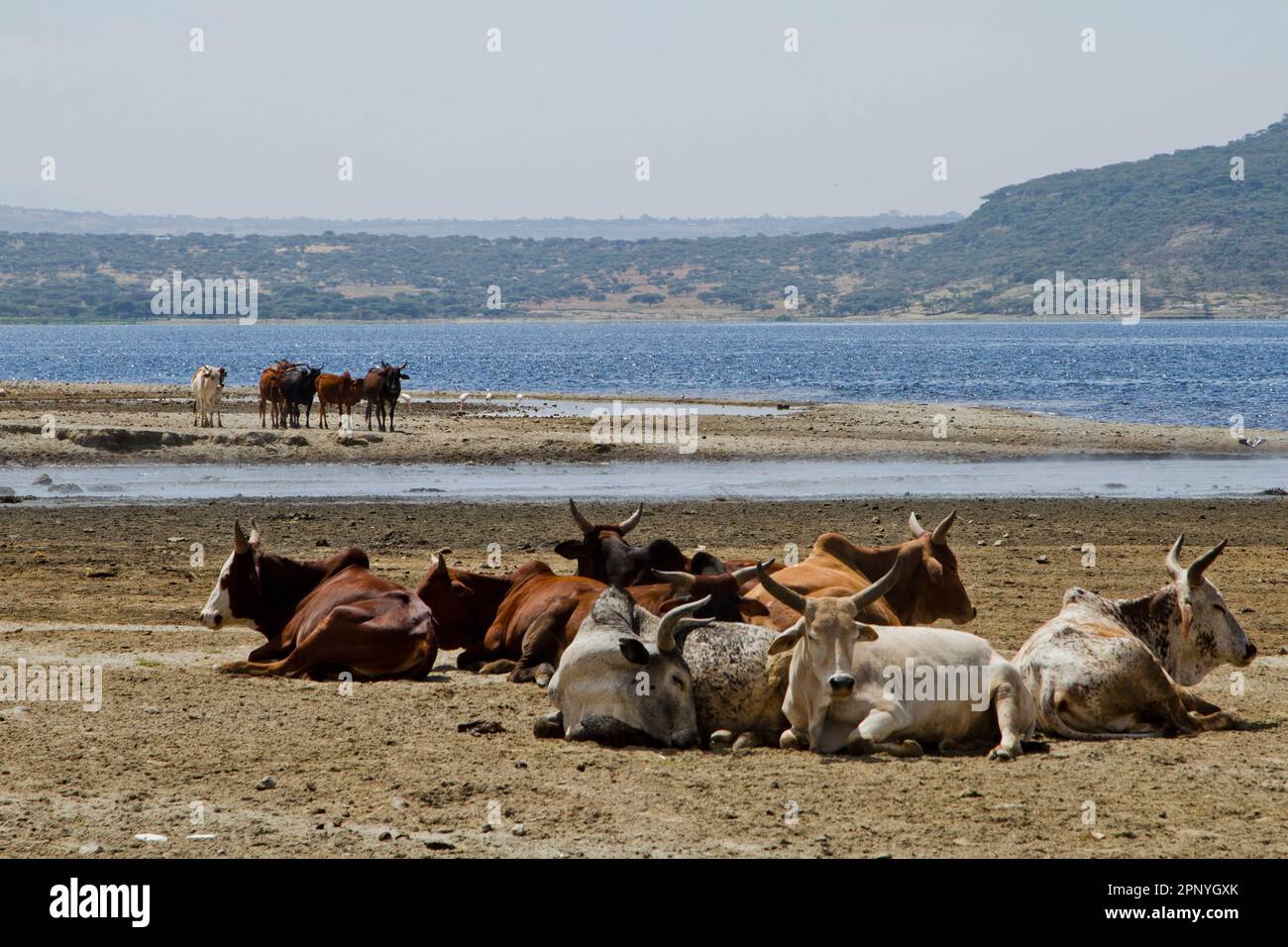 Herd of cattle  in Ethiopia Stock Photo