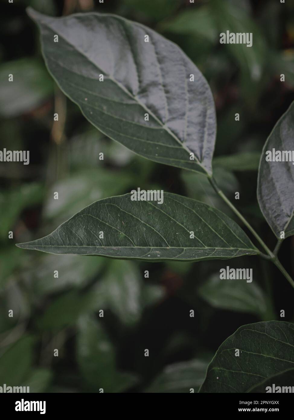 Selectively Focused Closeup of a Diagonal Framed Leaf Branch. Abstract, Moody green. Stock Photo