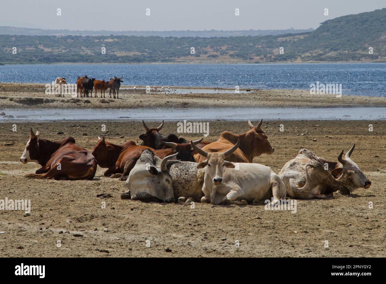 Herd of cattle  in Ethiopia Stock Photo