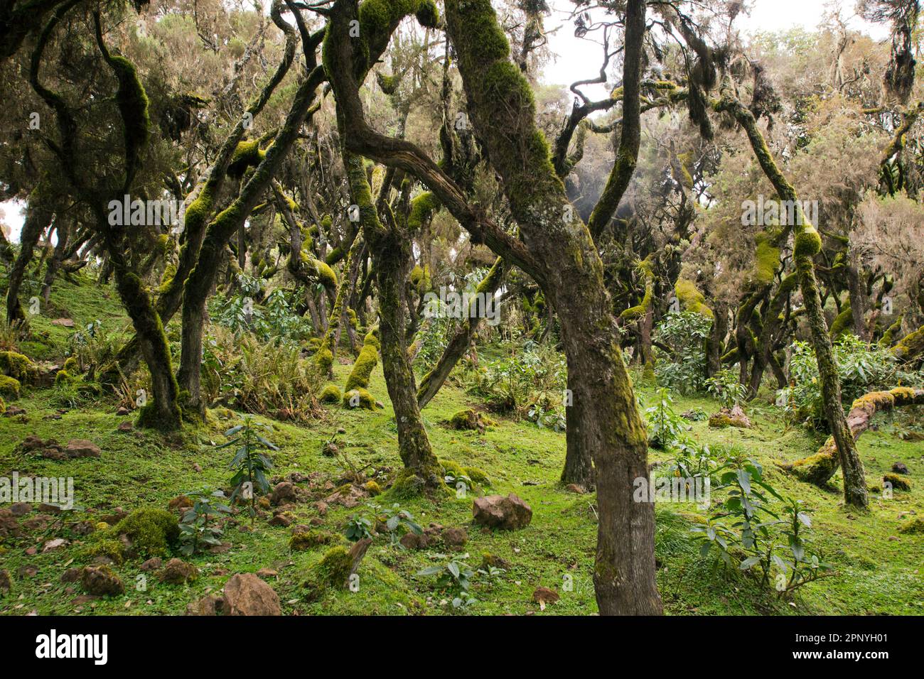 Harenna Forest woodland in Bale Mountains National Park Stock Photo