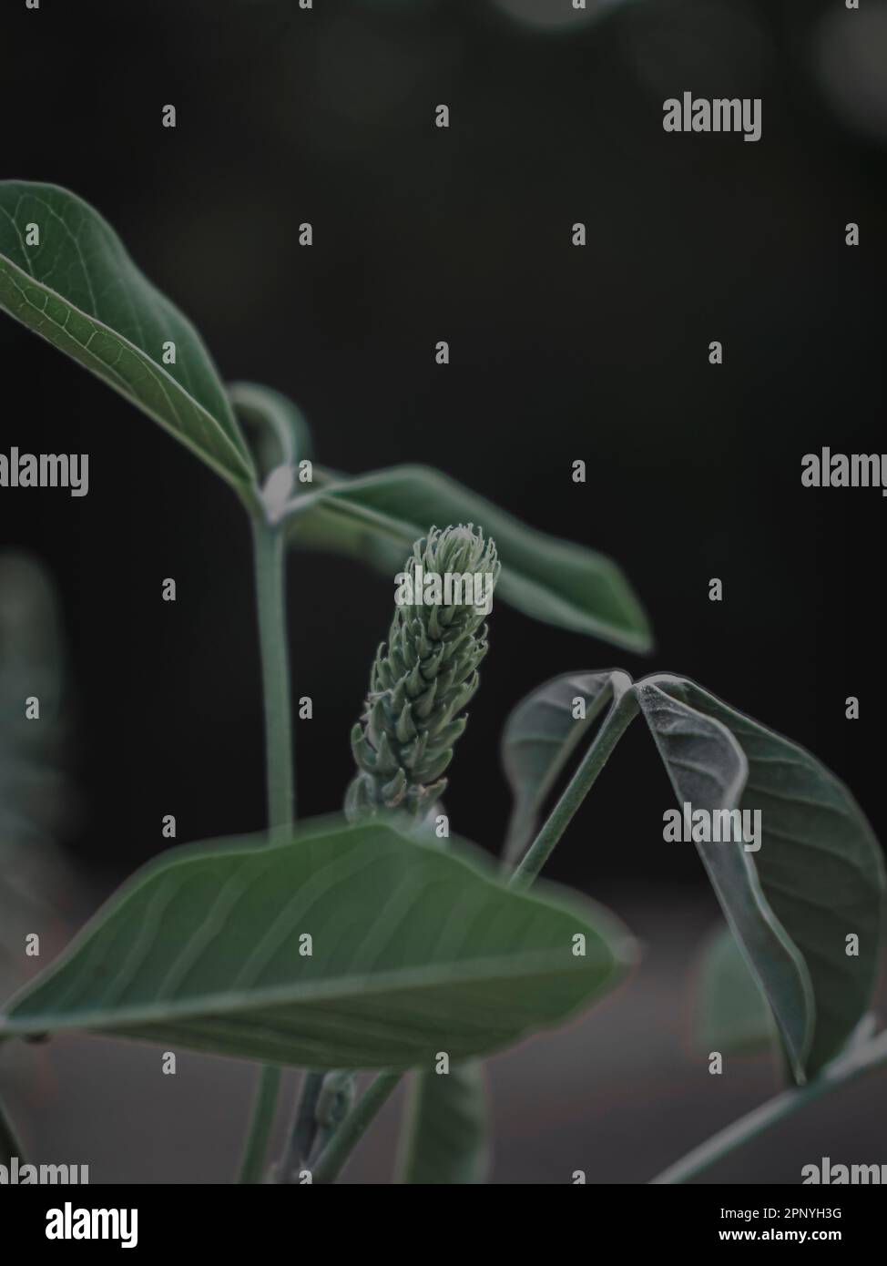 Selectively Focused Closeup of the Flower bud of the Rattlepod plant. Abstract. Stock Photo