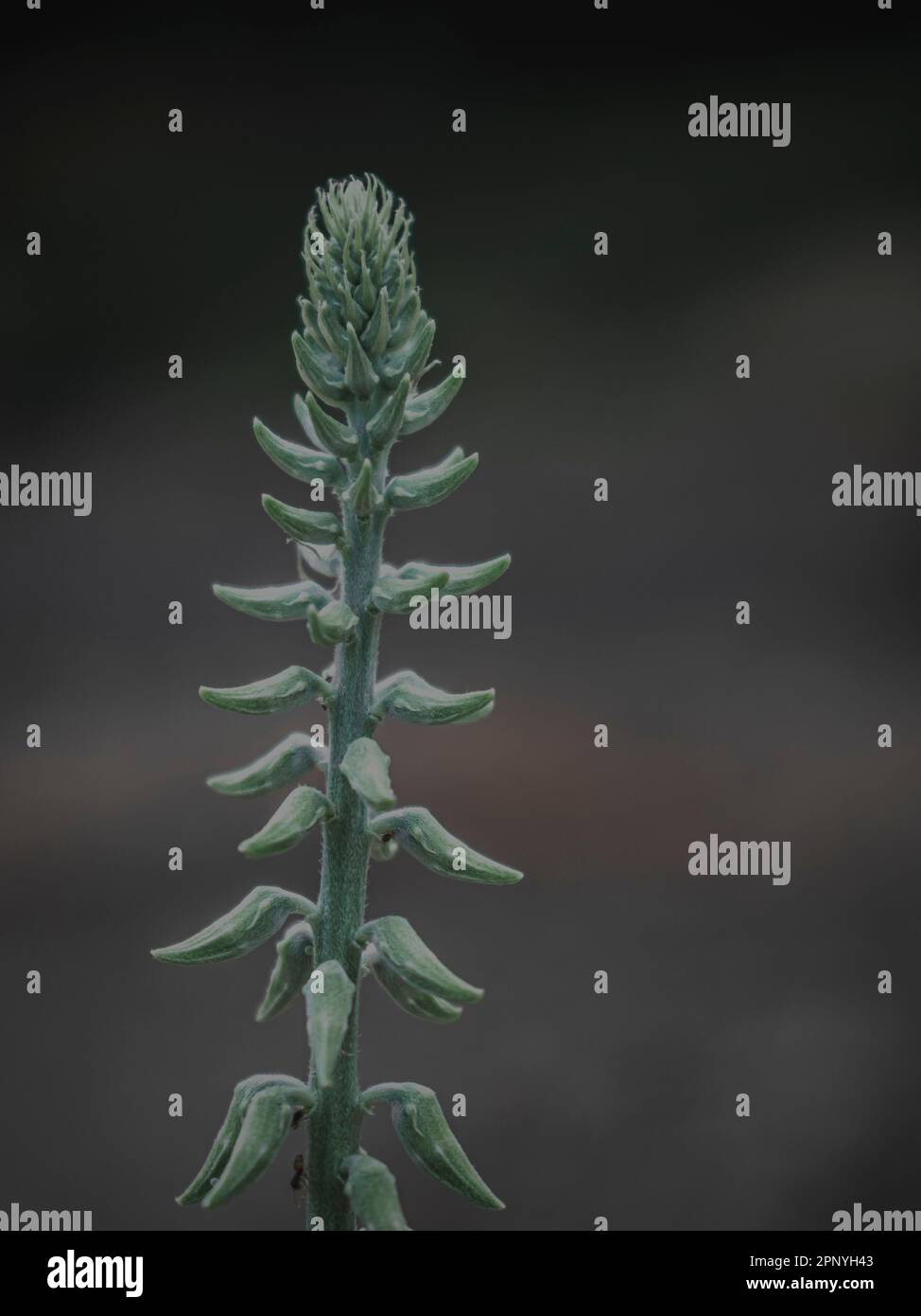 Isolated Closeup of the Flower buds of the Rattlepods plant, abstract. Stock Photo