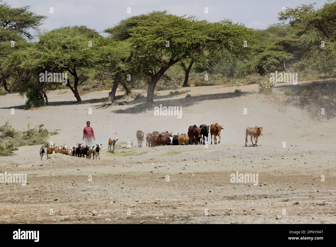 Herd of cattle goes out to pasture in Ethiopia Stock Photo