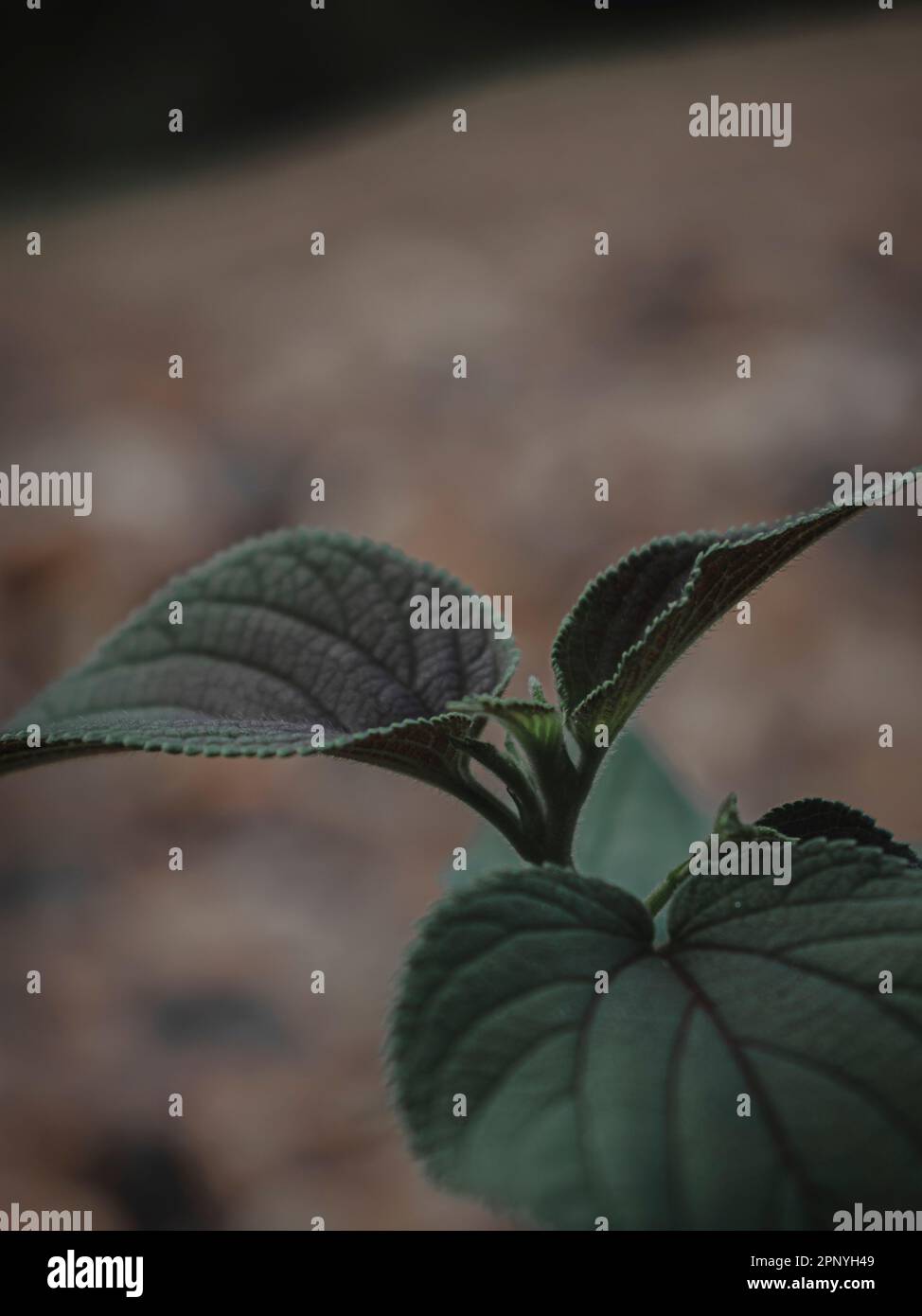 Selectively Focus Isolated Image of a plant Head, Moody Green, Abstract. Stock Photo