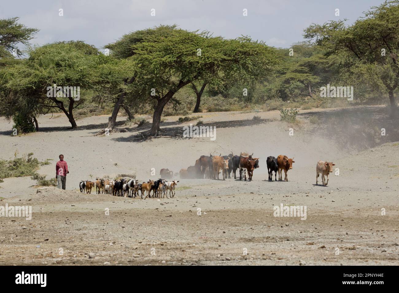 Herd of cattle goes out to pasture in Ethiopia Stock Photo