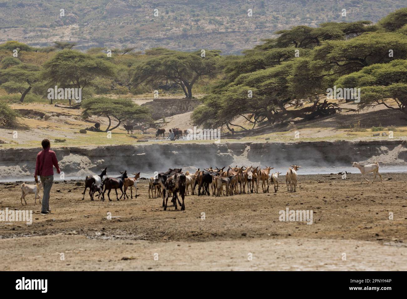 Herd of cattle goes out to pasture in Ethiopia Stock Photo
