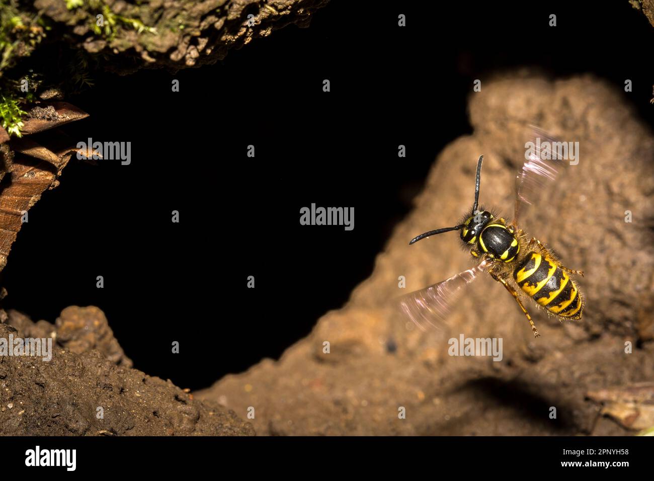 A common wasp (Vespula vulgaris) flying back into its underground nest