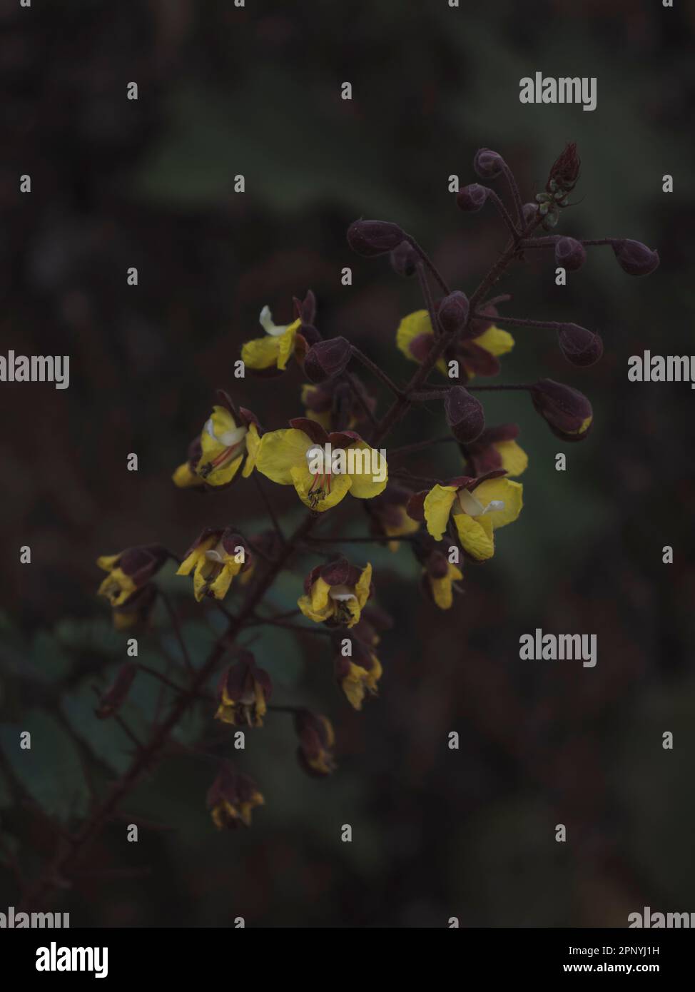 Yellow flowers long stem hires stock photography and images Alamy