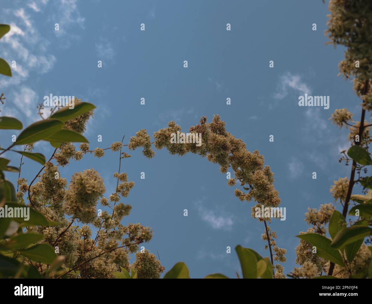 Selectively focused white flower branch through the leaves and flower with sky background, abstract. Stock Photo