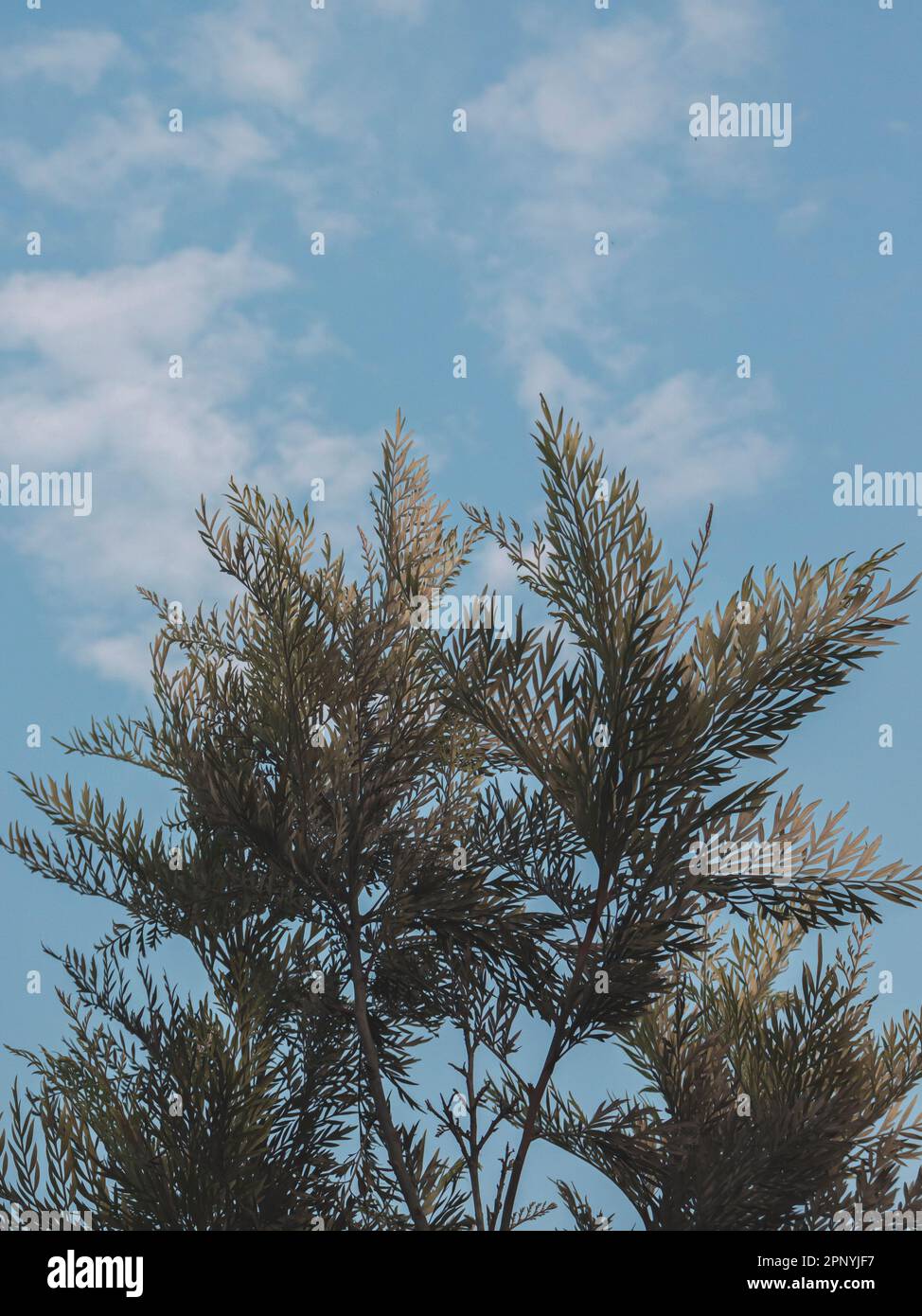 The branch and the leaves of the Silver tree with cloudy sky as background, Selective Focus, Abstract. Stock Photo