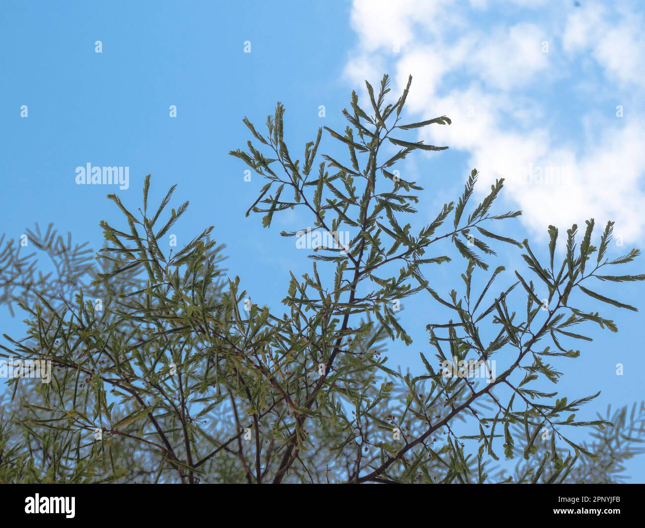 Shooting leaves of the Tamarind Leaves with Clouded Sky as background. Stock Photo