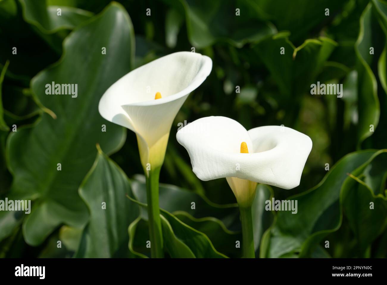 Beautiful lovely white calla lily in the natural garden. Stock Photo