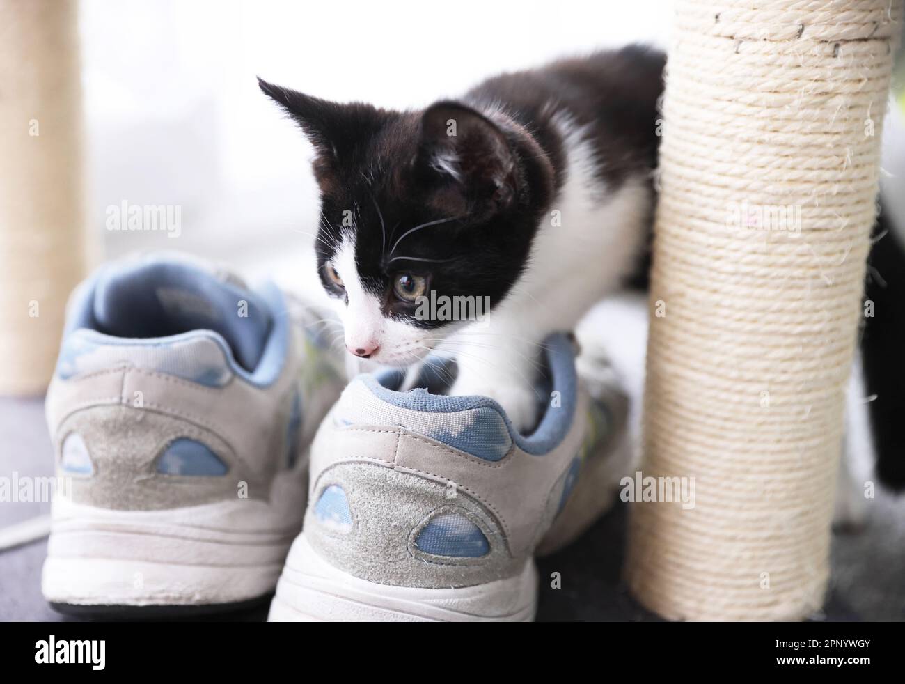 Playful kitten in London house, UK Stock Photo