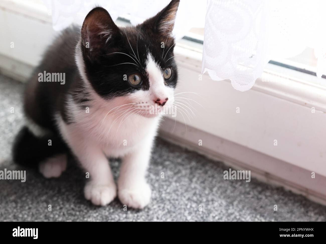 Playful kitten in London house, UK Stock Photo Alamy