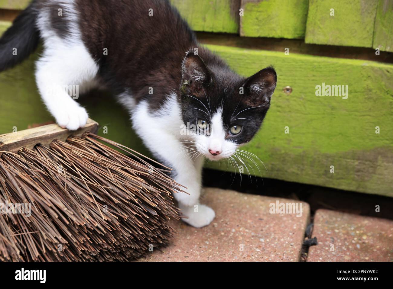 Playful kitten in London house, UK Stock Photo Alamy