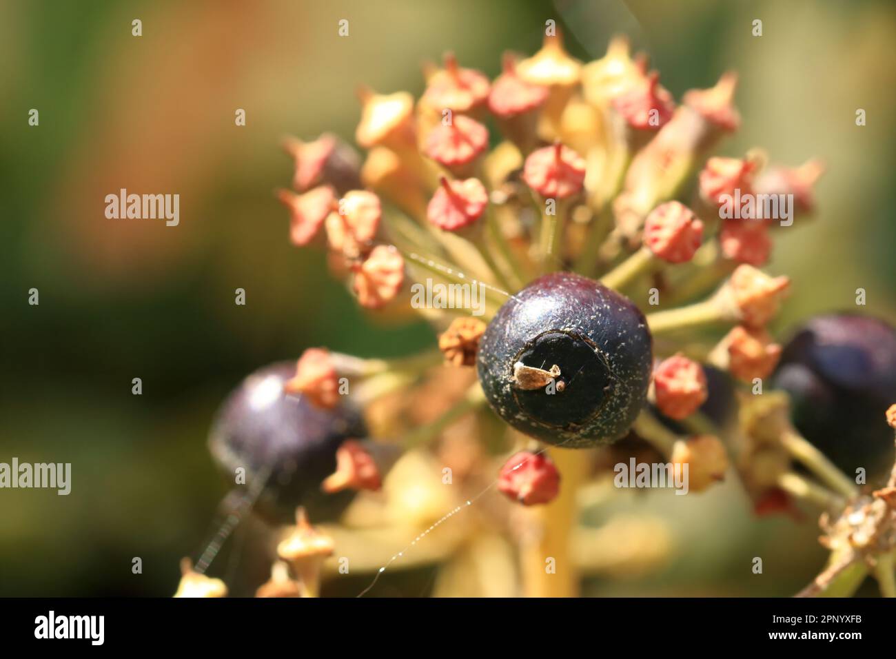 some Purple ripe berries of common ivy Stock Photo