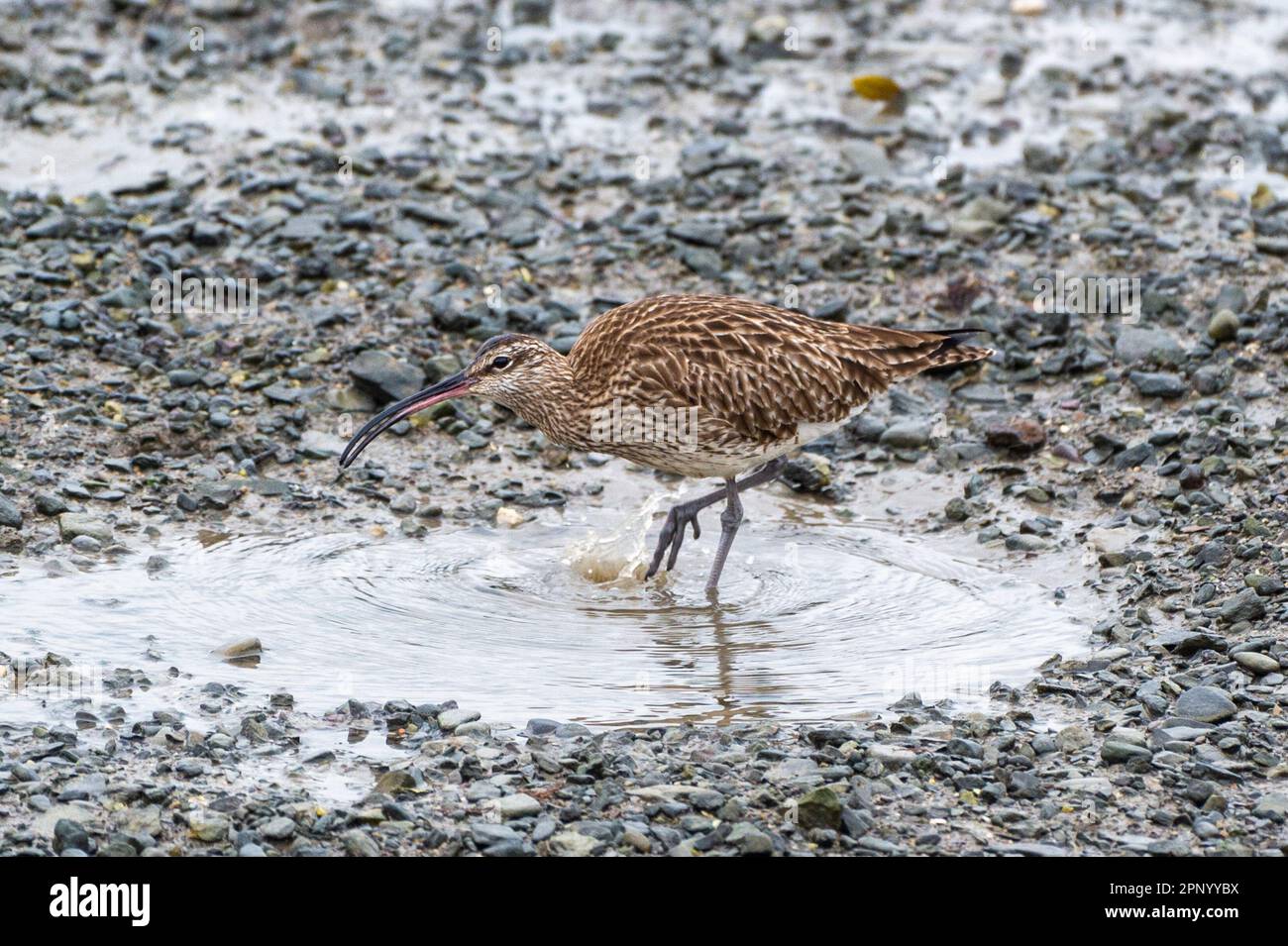 Timoleague, West Cork, Ireland. 21st Apr, 2023. World Curlew Day takes place every year on the 21st April. The curlew (Numenius arquata) population of Ireland is in danger of extinction within the next decade. Curlews could be seen in Timoleague estuary this morning. Credit: AG News/Alamy Live News Stock Photo