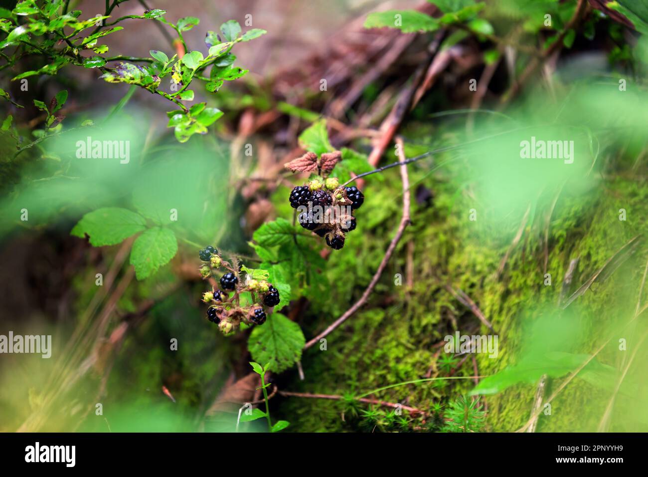 Nature's bounty, Wild blackberries in the forest. shallow depth of field Stock Photo Alamy