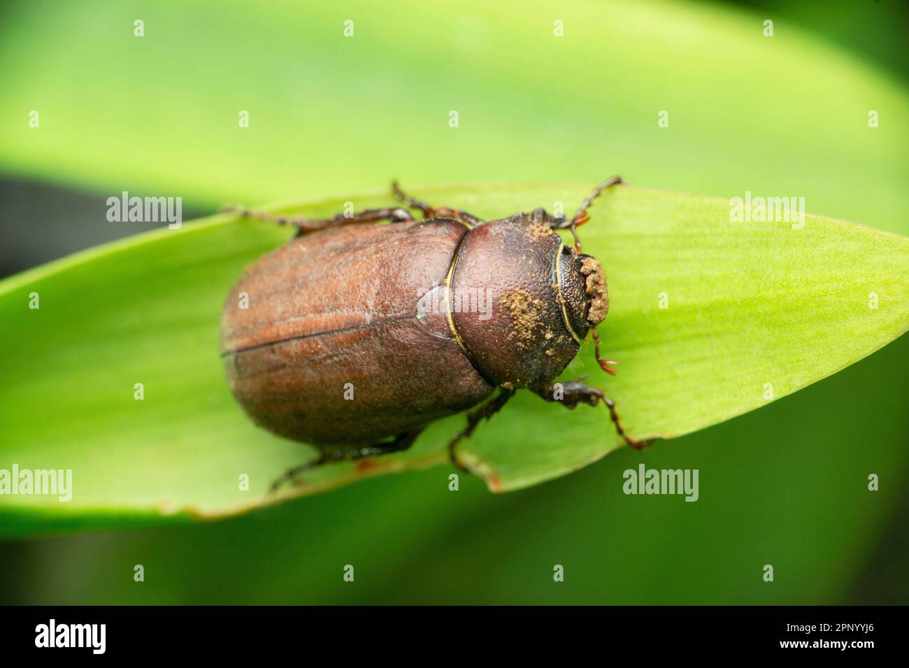 Dung beetle , Scarabaeidae, Satara, Maharashtra, India Stock Photo Alamy