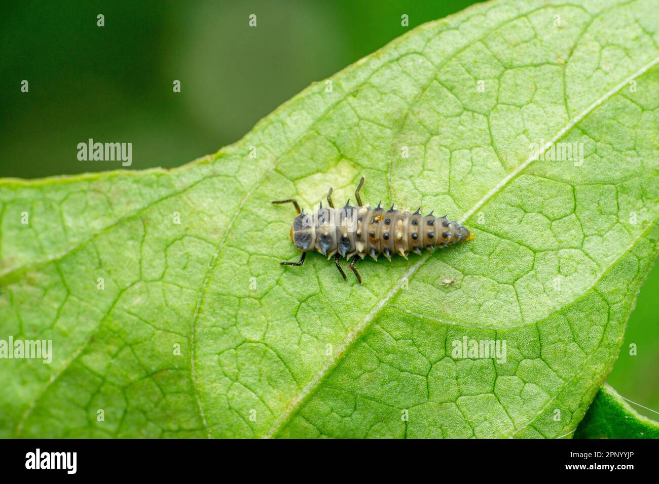 Larvae of lady bird beetle, Coccinellidae, Satara, Maharashtra, India Stock Photo