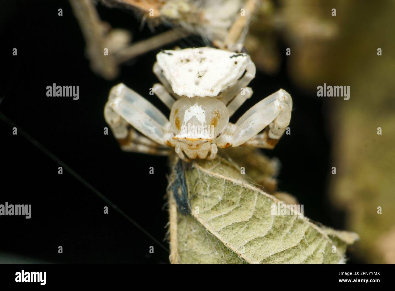 White crab spider, Thomisidae, Satara, Maharashtra, India Stock Photo